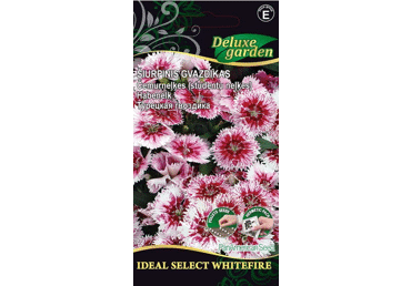 Sēklas: Čemurneļķes gab.