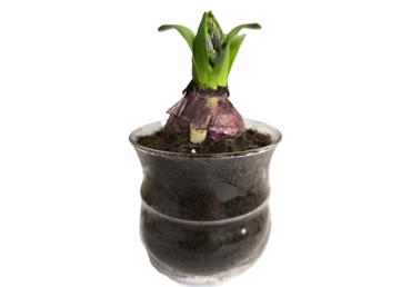 Telpaugs Hiacinte D 10cm 1 sīpols - 3