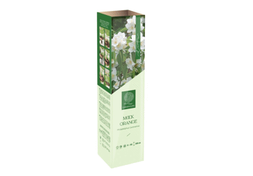 Stādi Jasmīns PHILADELPHUS GG ELITE