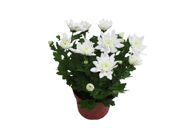 Telpaugs Krizantēma D 12cm - 2