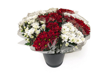 Grieztie ziedi Krizantēmas 5gab. - 3