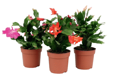 Telpaugs Šlumbergera D 9cm