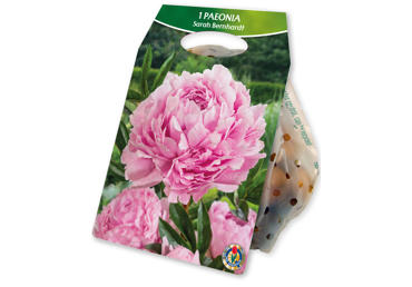 Sīpolp.Peonija Double Sarah Bernhard gb.