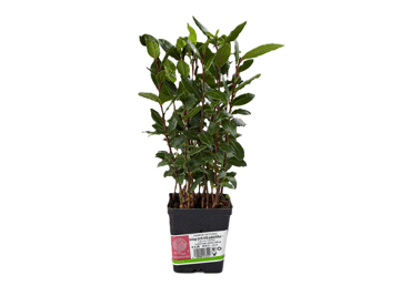 Garšaugs Lauru koks D 9cm