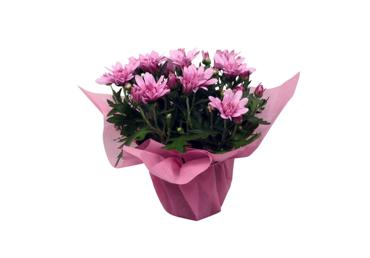 Telpaugs Krizantēma Grandeza D 13cm