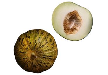 Melone OBINAVOT KG