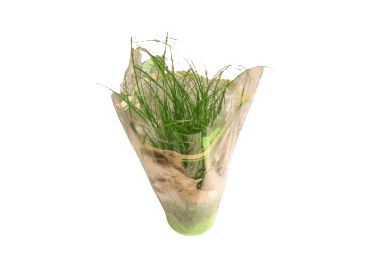 Zāle kaķiem podiņā D 12cm