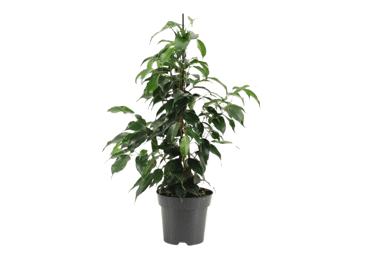 Telpaugs FIKUSS dažādi veidi D 14cm - 2