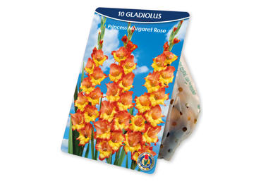 Sīpolp.Gladiolas Pr.Margret Rose 10gb.