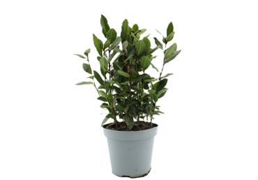 Garšaugs Lauru koks podiņā D14cm