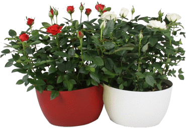 Telpaugs Roze D 20cm