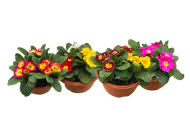 Telpaugs Prīmula D 10,5cm