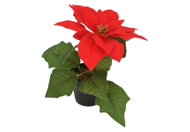 Mākslīgā puansetija podiņā KOOPMAN D19cm