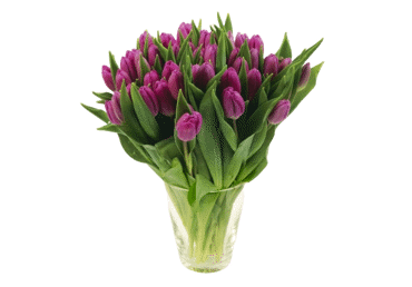 Grieztie ziedi Tulpes 50gab. - 1