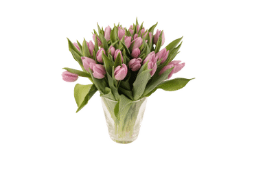 Grieztie ziedi TULPES Latvijas 25gab.