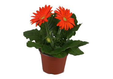 Telpaugs Gerbera D 12cm - 1