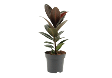 Telpaugs FIKUSS dažādi veidi D 14cm - 1