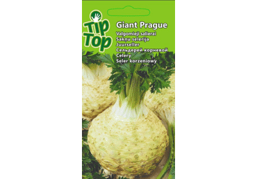 Sēklas: Sakņu selerija GIANT PRAGUE gab.