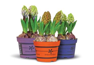 Telpaugs Hiacinte D12cm 3sīpoli dek.pods