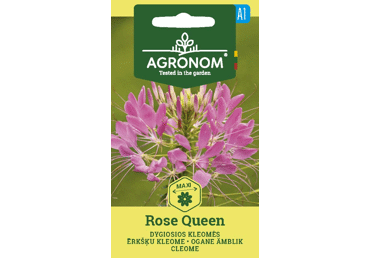 Sēklas: Ērkšķu kleome ROSE QUEEN gab.