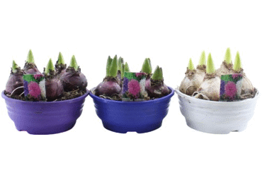 Telpaugs Hiacinte D 16cm