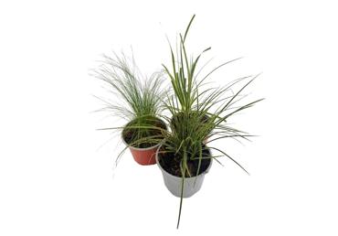 Āra augs Graudzāles dažādi veidi D12cm