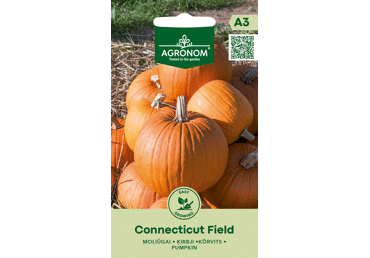 Sēklas: Ķirbis CONNECTICUT FIELD gab.