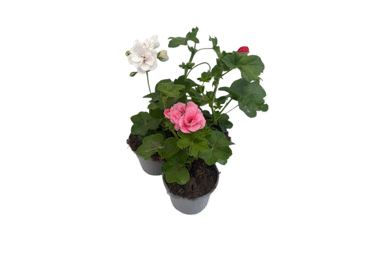 Balkona augs Pelargonija nokarenā D 11cm