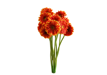 Grieztie ziedi Gerberas 15gab. - 2