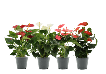 Telpaugs Antūrija D 14cm