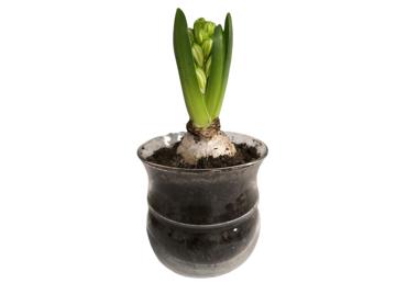 Telpaugs Hiacinte D 10cm 1 sīpols