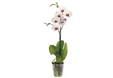 Telpaugs FALENOPSIS 60cm D 12cm - 1
