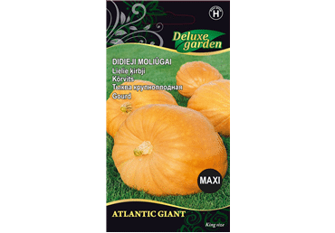 Sēklas: Ķirbjis ATLANTIC GIANT gab.