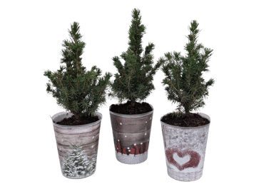 Egle Picea dekoratīva podiņā D 12cm