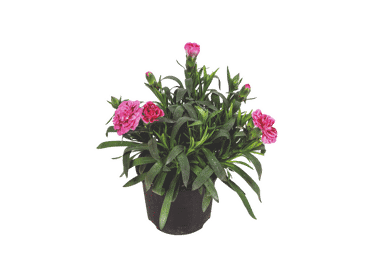 Āra augs Neļķe D 11cm - 1