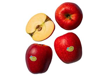 Āboli TESSA 80+ kg - 1