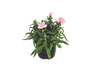 Āra augs Neļķe D 11cm - 2