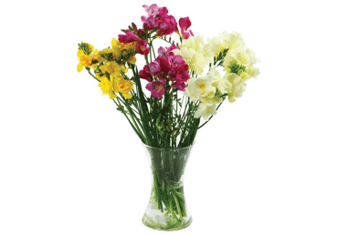 Grieztie ziedi Frēzijas 11gab.