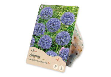Dekoratīvs Ķiploks Caeruleum Azureum 15gab.