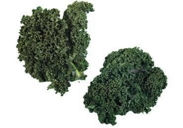 Kāposts KALE gab. - 1