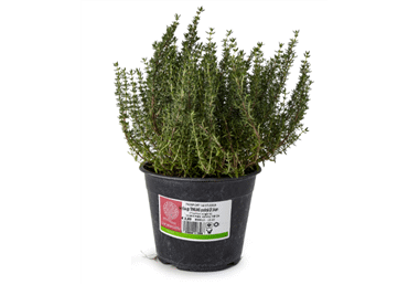 Garšaugs Timiāns D 14cm