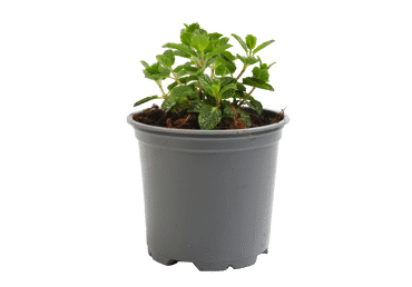 Piparmētra dažādi veidi D 12cm
