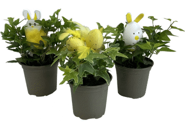 Lieldienu kompozīcija Hedera D 9cm