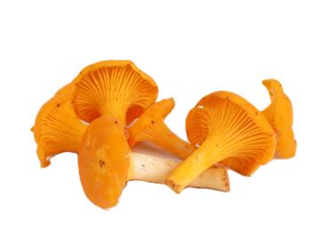 Gailenes 300g - 2