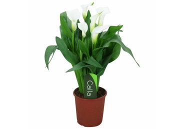 Telpaugs Kalla D 12cm - 2