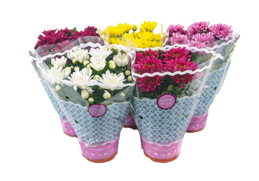 Telpaugs Krizantēma D 12cm - 3