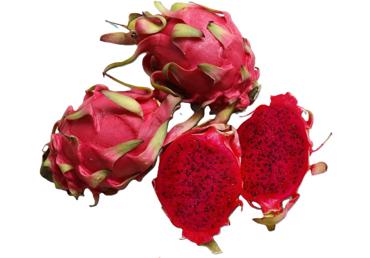 Pitaija sarkana gab. - 2