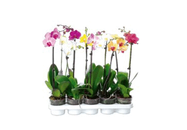 Telpaugs Orhideja 2 kāti 50-60cm D 12cm