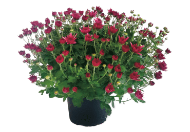 Telpaugs KRIZANTĒMA MULTIFLORA D 17cm