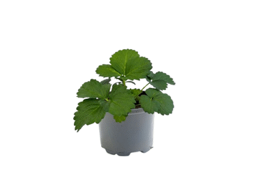 Āra augs ZEMENE nokarenā Ø12cm